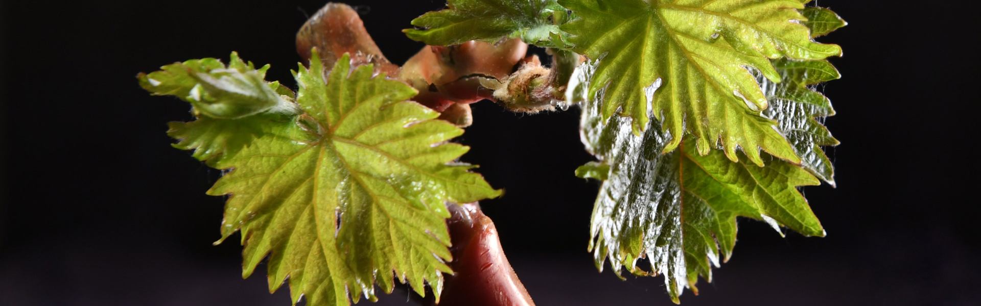 What Is Grafting Wax? Uses, Types & Benefits Explained